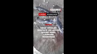 Dead whales surface on Japan shore amid tsunami warnings