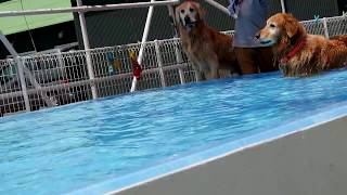 【ＰＥＳＣＡ犬用プール動画】ゴールデンレトリバーのアレックスくん＆りくくん