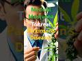 Medical marijuana - alternative treatment for Parkinson’s disease?