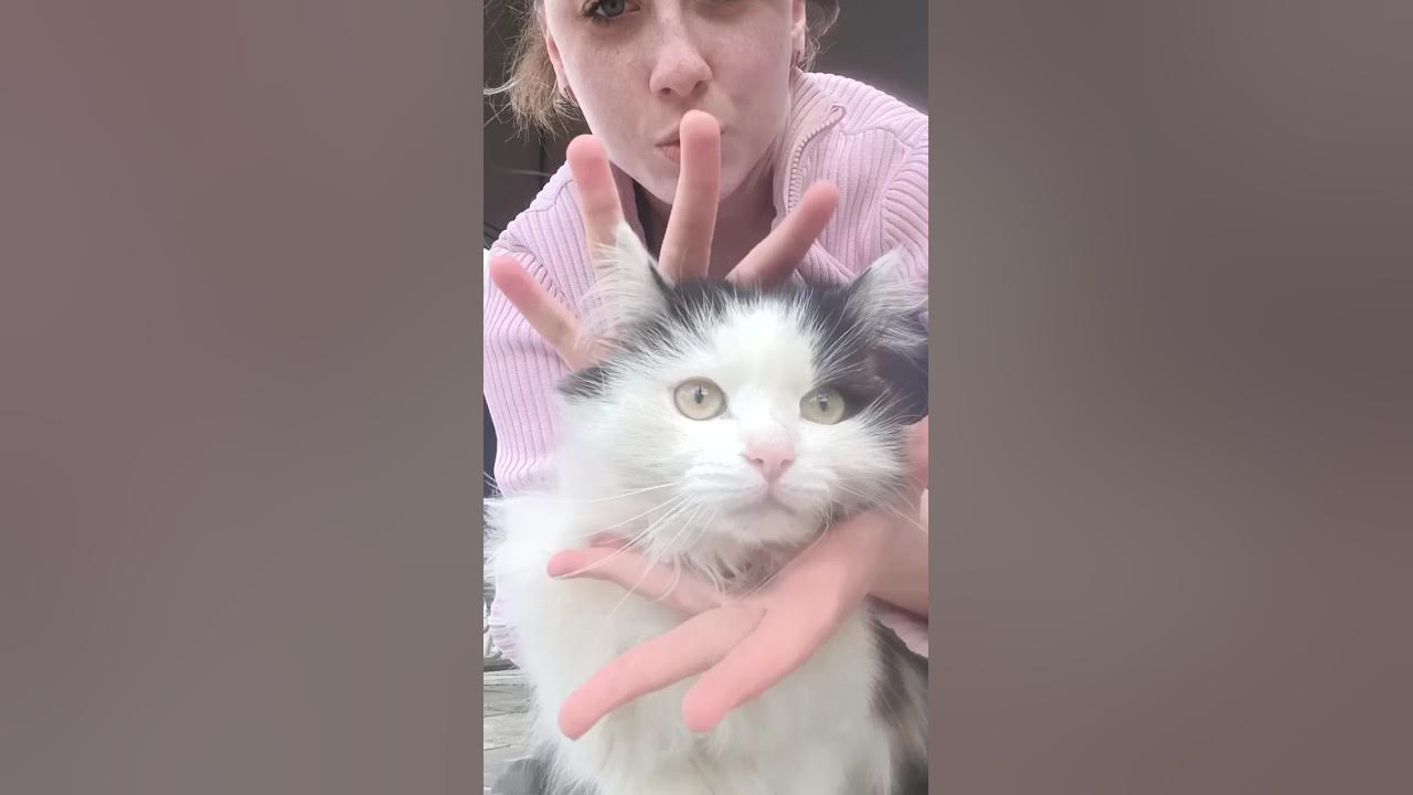JISOO - FLOWER πΉ #jisoo #flower #cat #dance #shots #flowerchallenge #cover #animals JISOO - FLOWER πΉ #jisoo #flower #cat #dance #shots #flowerchallenge #cover #animals