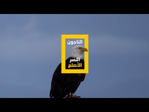النسر الأصلع