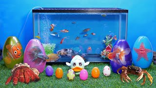 Colorful Surprise Eggs, Butterfly Fish, Betta Fish, Goldfish, Lobster, Eel, Koi Fish, Turtles, Duck