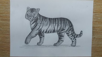 Cách vẽ con hổ đơn giản bằng bút chì/How to draw a Tiger