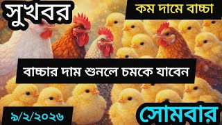 আজকের ব্রয়লার ও সোনালী মুরগির বাচ্চার দাম | Daily Chick Price Update 2026