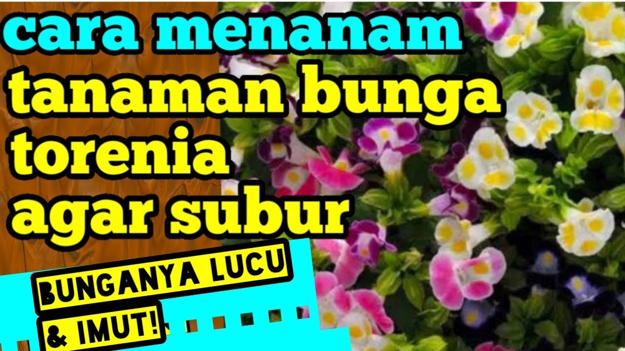 Cara menanam tanaman bunga torenia 