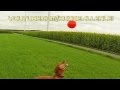 Vizsla Dog Magyar Vizsla Paul shows cute Balloon-Jumping Vizsla Slowmotion