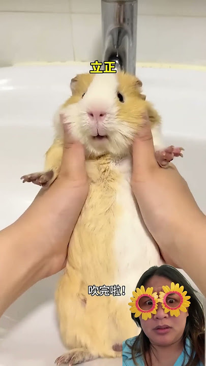 @kendagannab3277 Yeah, he just took a shower and pooped, what's this? #dubbingvideo #shortvideo #...