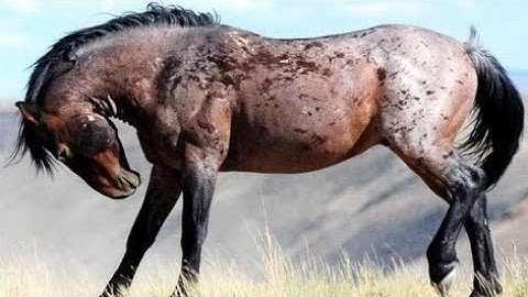 Equestrian Music Video - Just Like Fire [MEP]