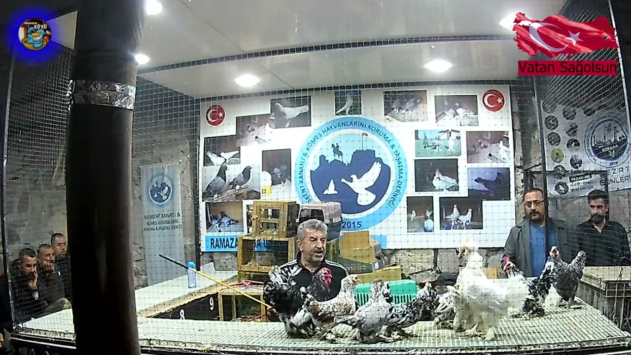 SHAMO HOROZ BILDIRCIN İSPENÇ Ankara Tavuk Mezatı   ihale 2023 97