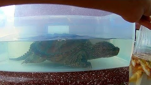 Một bữa ăn của Mon mập | Common snapping turtle