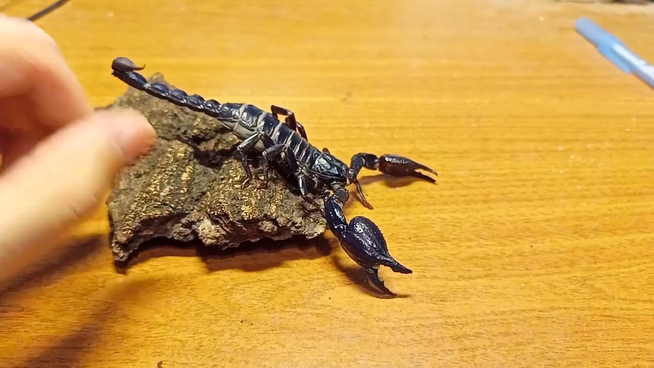 Скорпион Heterometrus spinifer. Полный обзор вида