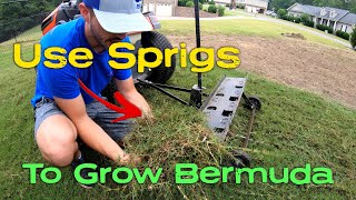 Growing Bermuda in Bare Spots with Sprigging - Not Overseeding