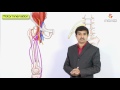 Femoral Nerve Anatomy: Origin, Course, Branches and Clinical application