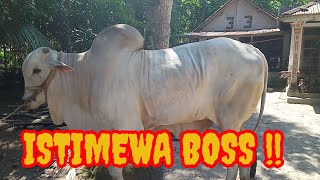 Download Lagu BETUL-BETUL ISTIMEWA ‼️TRAH WIRO💥💥💥 MP3 Download Lagu BETUL-BETUL ISTIMEWA ‼️TRAH WIRO💥💥💥 MP3