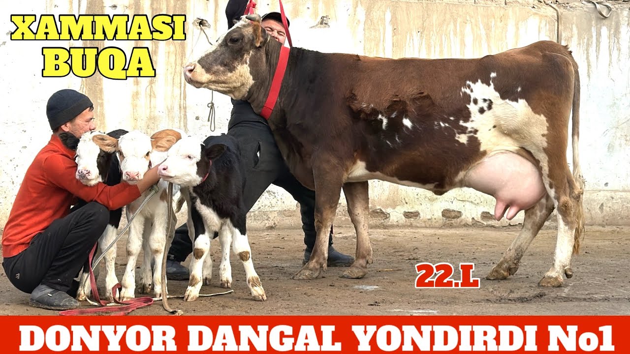 DONYOR DANGAL NARXLAR SINDI😱XAMMASI BUQA😳YOSH SIGIRLAR🔥XALQIM UCHUN😉