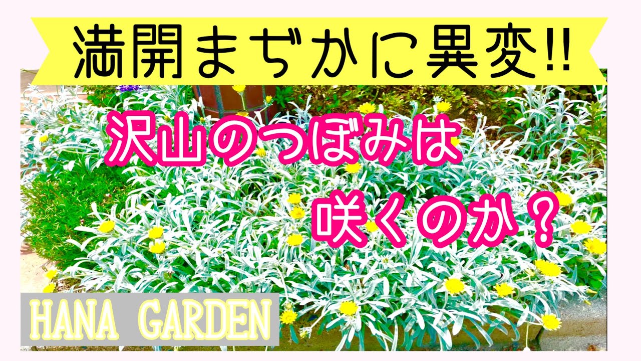 【ガーデニング】夏の暑さと雨で弱った地植えの宿根ガザニアの対策を考える