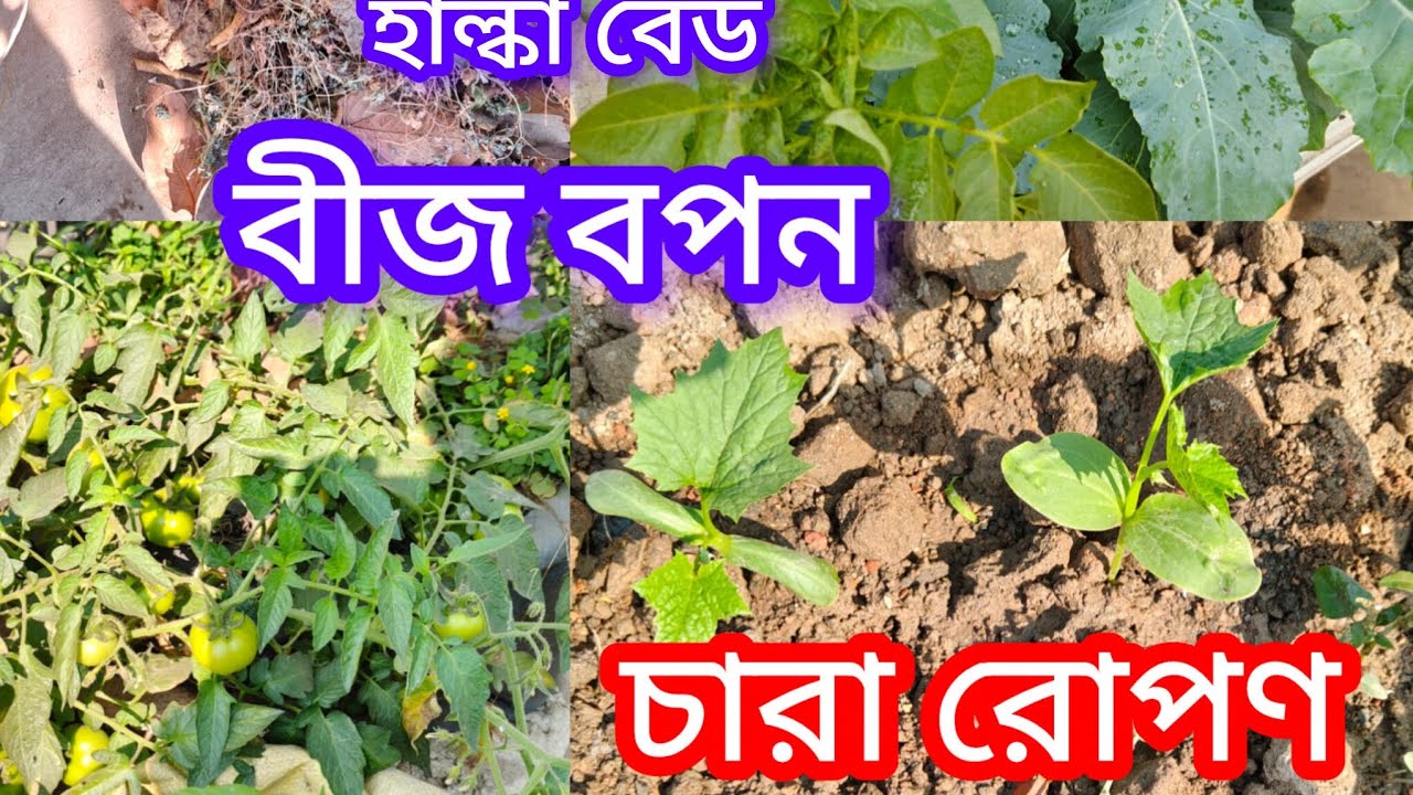নতুন প্রজাতি কিছু গরমের বীজ বপন//হাল্কা বেড তৈরি//গরমের চারা রোপণ।