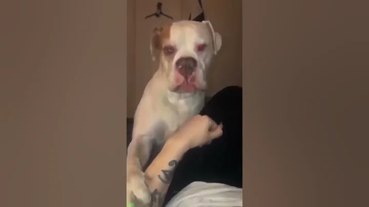 Video 5998451: cute cats cathouse, funny cat