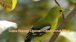 Suara Burung Cipoh Free Music Download