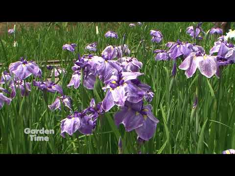 Japanese Garden Iris