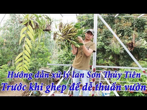 Hướng dẫn xử lý lan rừng Sơn Thủy Tiên trước khi ghép | Foci