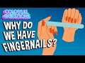 Understanding Fingernails and Claws