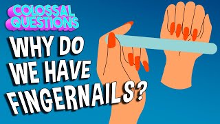 Why Do We Have Fingernails? | COLOSSAL QUESTIONS