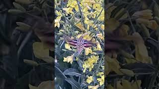 Hummingbird Moth, Sphinx Moth, Hummingbird Hawk Moth, feeding in the Vegetable Garden