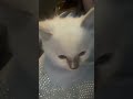 #puppet puppet #paperdragon #dragon #vtuber #fypシ゚viral #lunimememes #kitten #kitty