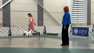 2026-05-22 Bichon Frise Breed Judging Day 2 West MI Apple Blossom Cluster-Holland MI K C-Kalamazoo Bichon Frises Breed Judging 2026