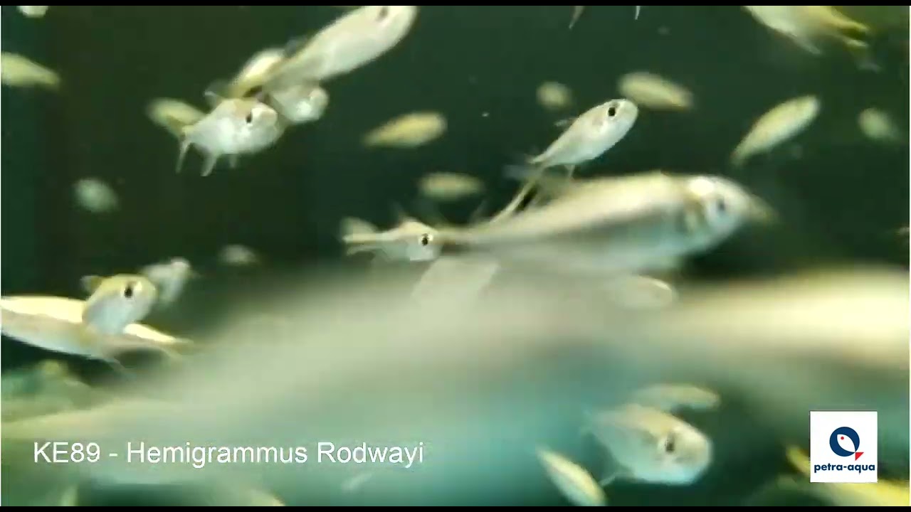 KE89   Hemigrammus Rodwayi