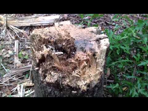 Shooting Exploding Targets
