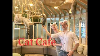 Cat Cafe in Tokyo after the state of emergency  2020 Кафе с котами после карантина