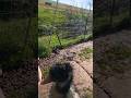 Patting a tame emu - Blakeview, South Australia