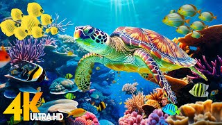 Ocean 4K  Sea Animals for Relaxation, Beautiful Coral Reef Fish in Aquarium (4K Video Ultra HD) #66