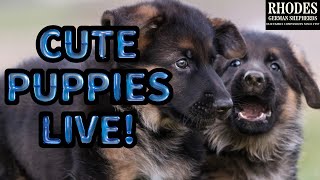 German Shepherd PUPPIES at Night LIVE! Love Day 73