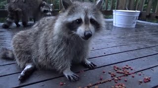 Baby Raccoons At 5;30 Am Wednesday Morning