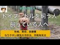トイプードルをこれから飼う人、飼っている人へ【獣医から絶対に知ってほしいこと】〜性格、寿命、医療費、なりやすい病気、その予防法〜