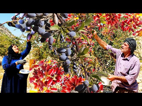 Hunting For Red Berries Harvesting Wild Barberry And The Secrets Of Iranian Nomadic Life