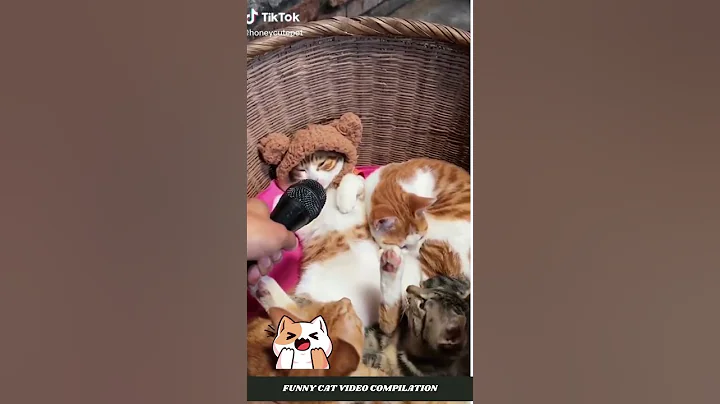 Watch the video about FUNNY CAT VIDEO COMPILATION #shorts