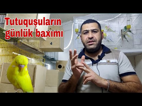 Video: Yenidoğulmuşların nə qədər yeməli olduğunu öyrənin