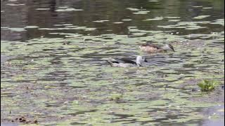 Cotton Pygmy Goose (Nettapus coromandelianus) (काणूक/कादंब)