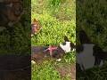 Psi zjadacze trawy #psy #corgi #welshcorgi #szort #cute #cardigan #pembroke #youtubeshorts