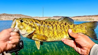 Shallow Clearwater Bass Fishing! From Dinks to Dinos!!!