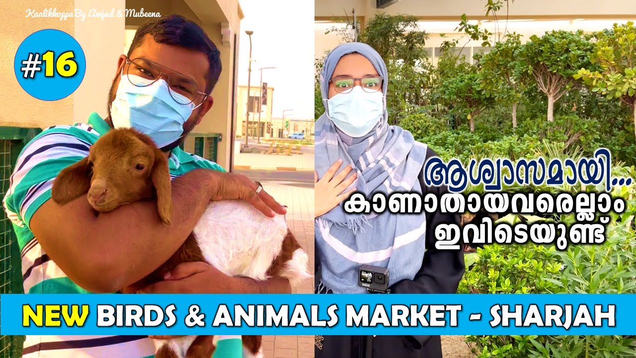 Sharjah New Livestock Market At Sajjah Birds And Animal Market Sharjah Kaalikkoppa YouTube