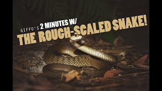 2 minutes w/ The Rough-Scaled Snake