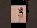 DANCE!!! #fypシ゚viral #funnyshorts #dancing #dancingdogs #cute #funnyanimals #funny #goofyahh #heheh