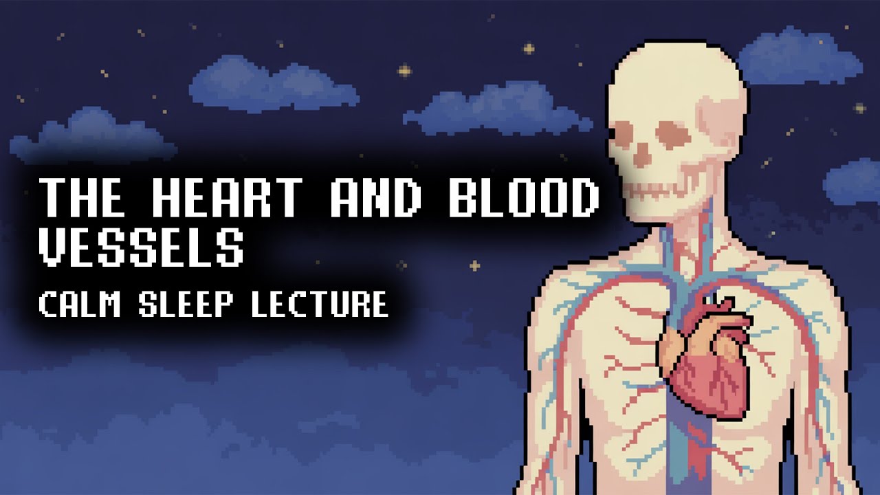 The Circulatory System Explained | A Calm 2,5 Hour Sleep Learning Session