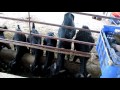 Mahesh Taware Osmanabadi Cr Beetal Goat Farm Part 1