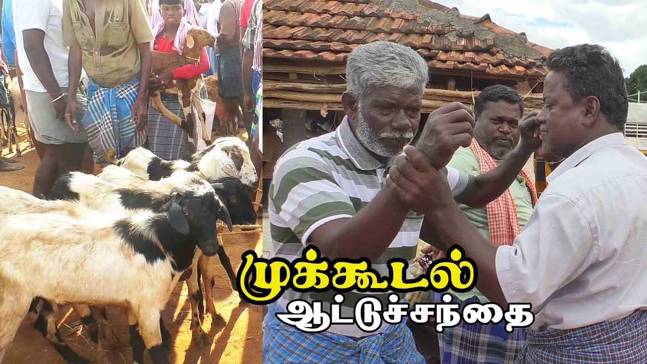 Mukkudal attu santhai | முக்கூடல் ஆட்டுசந்தை